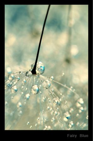 Fairy Blue.jpg
